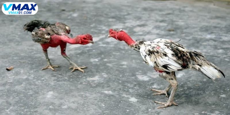 Cách chọn giống gà đá gà đòn hiệu quả Cách chọn giống gà đá gà đòn hiệu quả