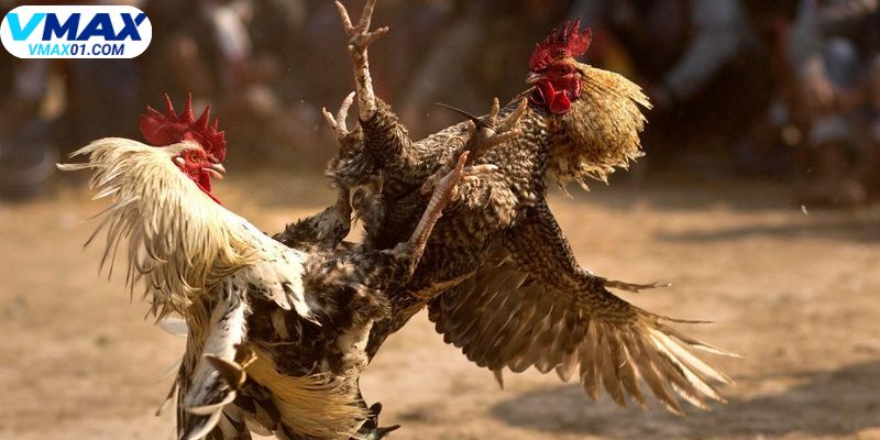 Giới thiệu về đá gà VMax