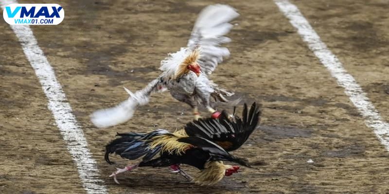 Phương pháp huấn luyện đá gà đòn từ chuyên gia Phương pháp huấn luyện đá gà đòn từ chuyên gia