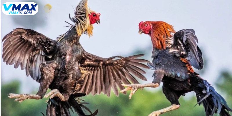 Sơ lược về đá gà đòn là gì Sơ lược về đá gà đòn là gì