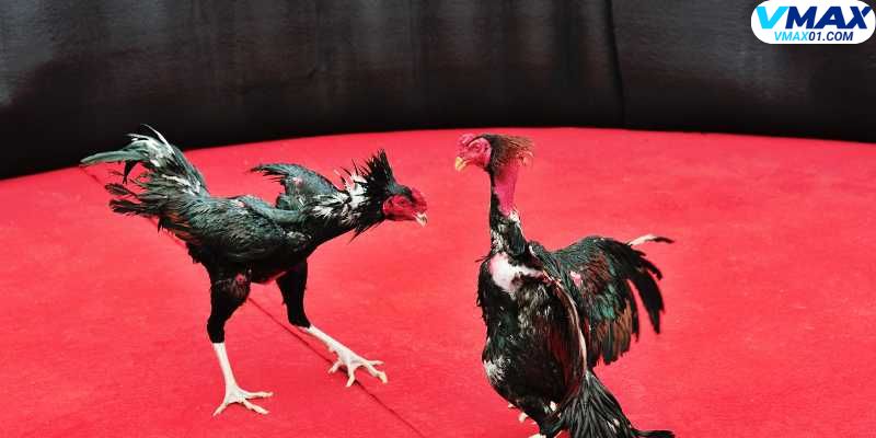 Nền tảng giải trí đa dạng cùng đá gà trưc tiếp ICF Nền tảng giải trí đa dạng cùng đá gà trưc tiếp ICF