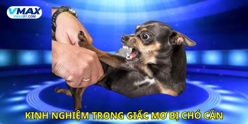 Kinh nghiệm chọn số trong giấc mơ bị chó cắn Kinh nghiệm chọn số trong giấc mơ bị chó cắn