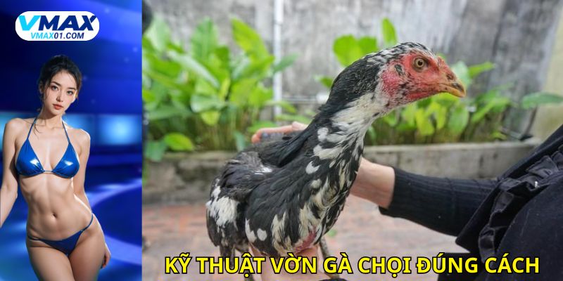 Hướng dẫn kỹ thuật vờn gà chọi đúng cách